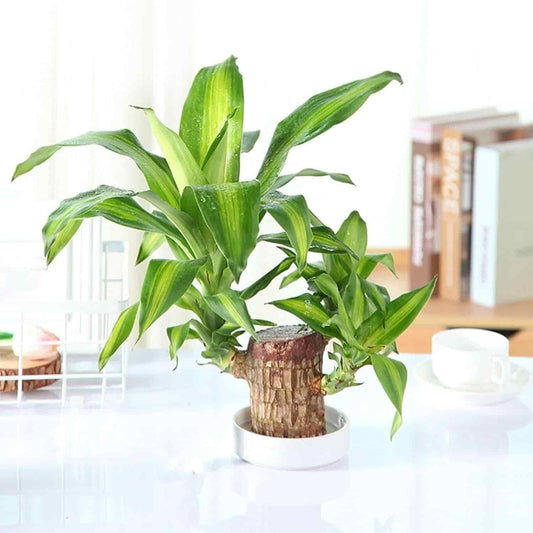 Brazilian Lucky Wood, Mini Home Plant Decorations - Style My Room